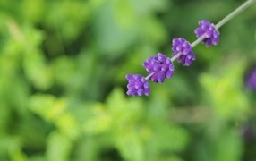 Веточка с фиолетовыми цветами лаванды