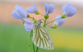 Желтая бабочка висит на голубом цветке