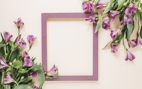 Цветы альстромерии на белом фоне с рамкой