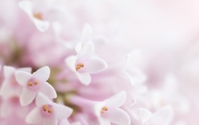 Фон с нежными розовыми цветами сирени