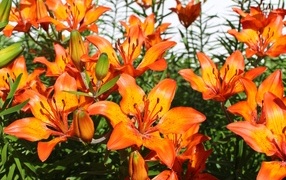 Красивые яркие оранжевые лилии крупным планом