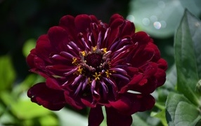 Красивый бордовый цветок циннии