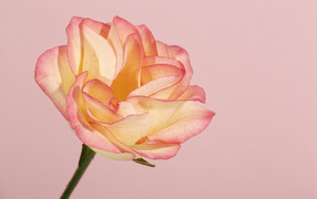 Красивая нежная роза на розовом фоне