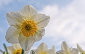 Красивый нежный белый цветок нарцисса 