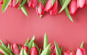 Beautiful fresh tulips on a pink background