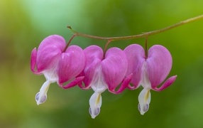 Красивые цветы фуксия в форме сердца на ветке