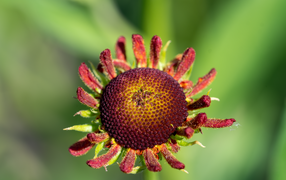 Красивый садовый цветок с маленькими лепестками