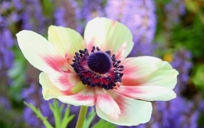 Красивый крупный цветок анемона