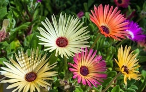 Красивые разноцветные цветы остеоспермум