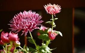 Красивые розовые цветы хризантемы с бутонами в лучах солнца