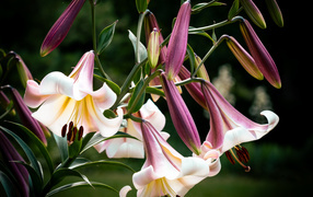 Красивые розовые цветы лилии крупным планом