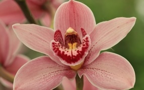 Красивая розовая орхидея фаленопсис крупным планом