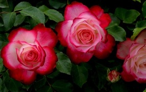 Красивые розовые розы с зелеными листьями на клумбе