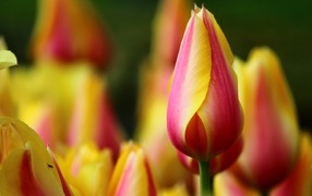 Красивый красный тюльпан с желтыми краями на лепестках