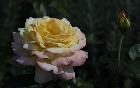 Красивая роза сорт Глория Дэй с бутоном