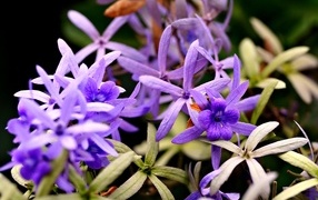 Beautiful small lilac flowers