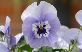 Красивый маленький цветок Анютины глазки крупным планом