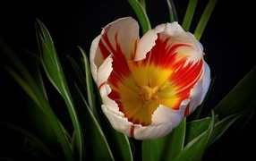 Красивый тюльпан с зелеными листьями на черном фоне