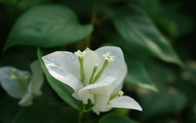 Красивый белый цветок бугенвиллия