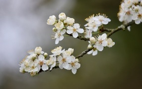 Цветущая ветка вишни весной крупным планом