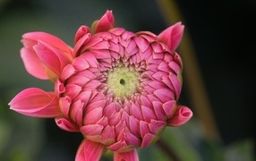 Распускающийся розовый цветок георгина