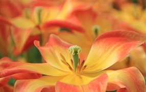 Распустившийся цветок тюльпана 