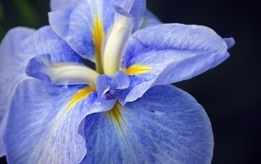Синий цветок ириса на черном фоне крупным планом