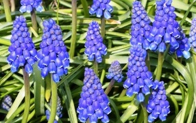 Синие маленькие садовые цветы мускари крупным планом