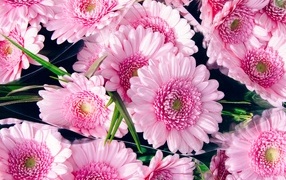 Bouquet of beautiful pink gerbera flowers