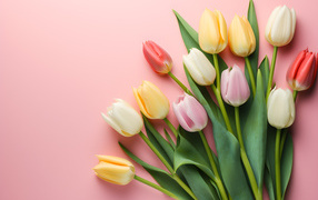 Букет нежных свежих тюльпанов на розовом фоне