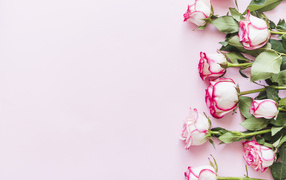 Букет нежных роз на розовом фоне, шаблон