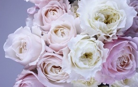 Букет розовых и белых цветов розы вблизи