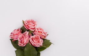 Букет розовых роз на сером фоне, шаблон 
