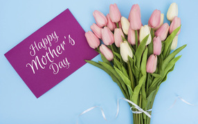 Bouquet of pink tulips on a blue background for Mother's Day