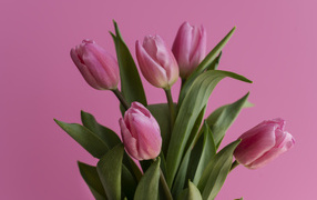 Bouquet of spring tulips on a pink background
