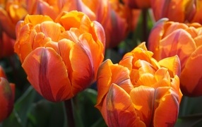 Яркие оранжевые тюльпаны крупным планом