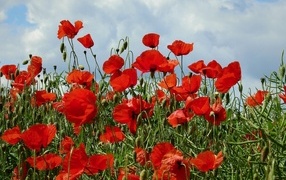 Яркие алые маки на фоне неба летом