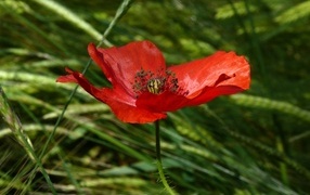 Яркий алый мак в зеленой траве вблизи