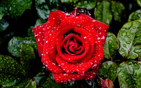 Яркая алая роза в каплях дождя с зелеными листьями