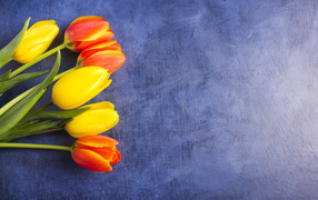 Яркие тюльпаны на синем фоне