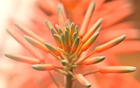 Бутоны оранжевого комнатного цветка лилии