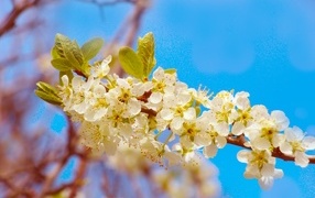 Ветка черешни с крупными цветами на фоне неба