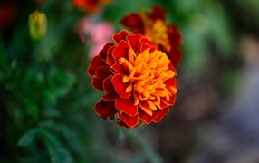 Цветок садового бархатца крупным планом