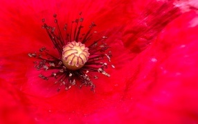 Серединка большого красного мака крупным планом