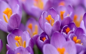 Крокусы на клумбе крупным планом