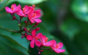 Милые розовые цветы перегринас крупным планом