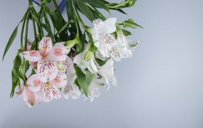 Нежные цветы альстромерии на сером фоне