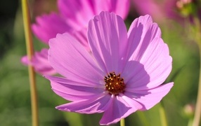 Нежный розовый садовый цветок космея в лучах солнца