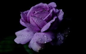 Нежная фиолетовая роза в каплях росы