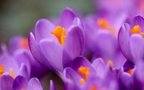 Нежные маленькие лепестки фиолетового крокуса